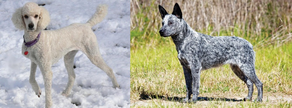 Australian Stumpy Tail Cattle Dog vs Poodle - Breed Comparison