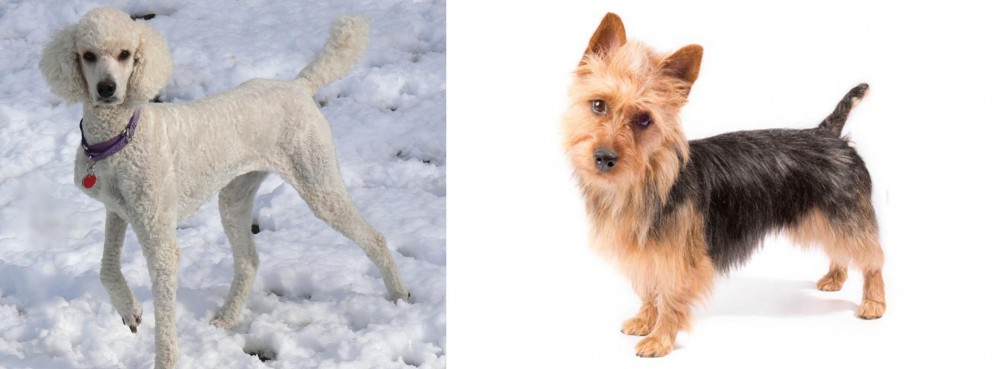 Australian Terrier vs Poodle - Breed Comparison