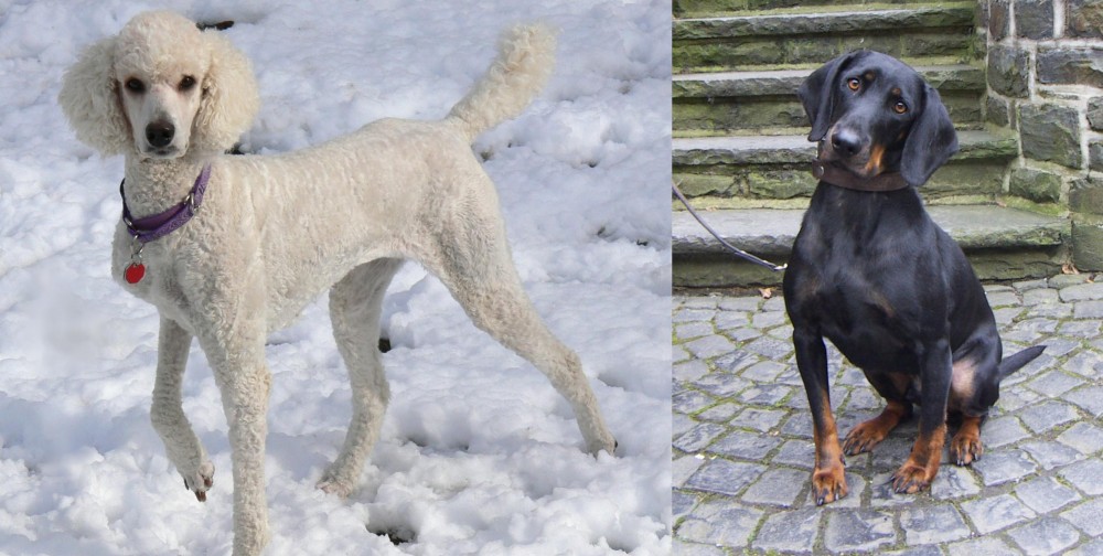 Austrian Black and Tan Hound vs Poodle - Breed Comparison