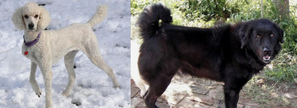 Bakharwal Dog vs Poodle - Breed Comparison