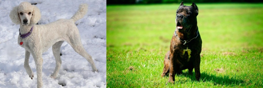 Bandog vs Poodle - Breed Comparison