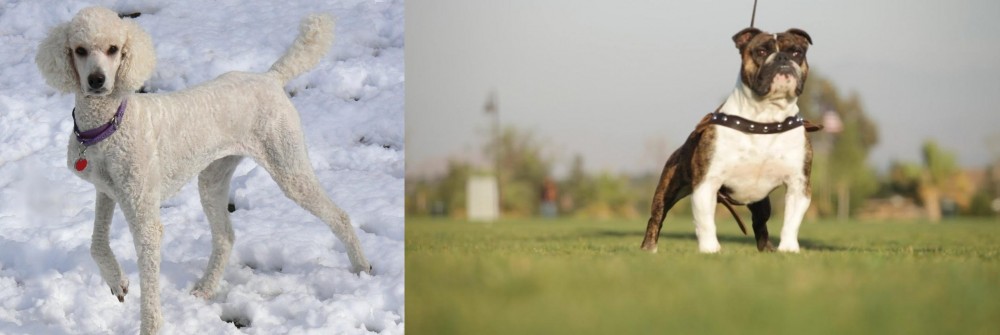 Bantam Bulldog vs Poodle - Breed Comparison