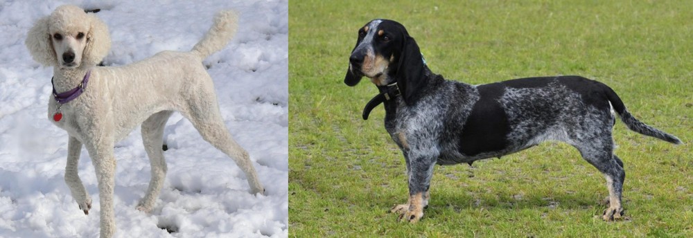 Basset Bleu de Gascogne vs Poodle - Breed Comparison