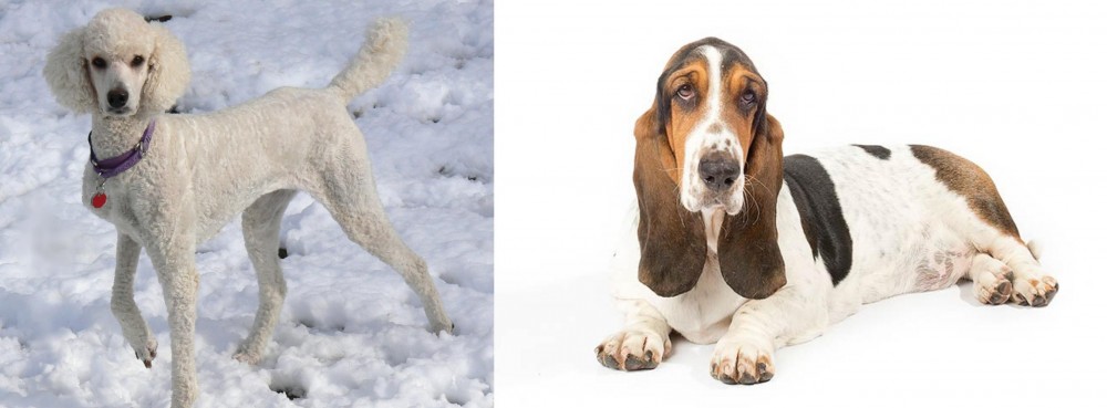 Basset Hound vs Poodle - Breed Comparison