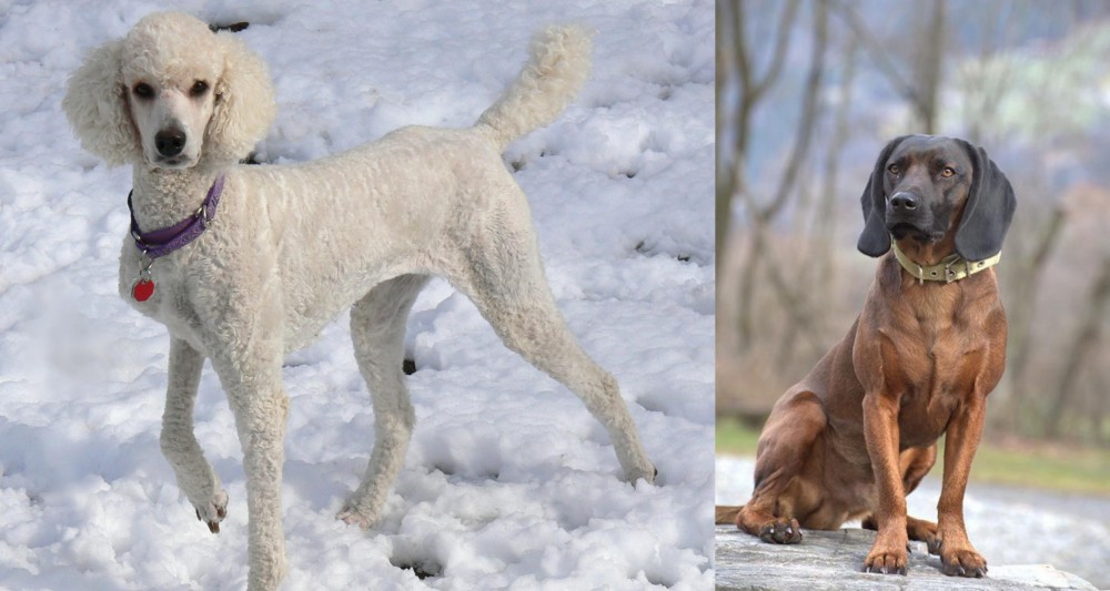 Bavarian Mountain Hound vs Poodle - Breed Comparison