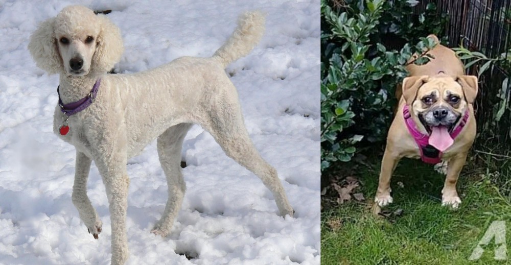 Beabull vs Poodle - Breed Comparison
