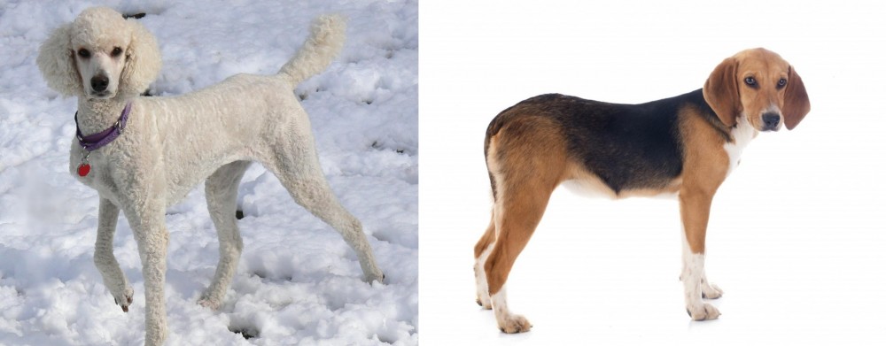 Beagle-Harrier vs Poodle - Breed Comparison