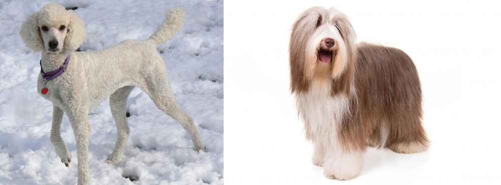 Bearded Collie vs Poodle - Breed Comparison