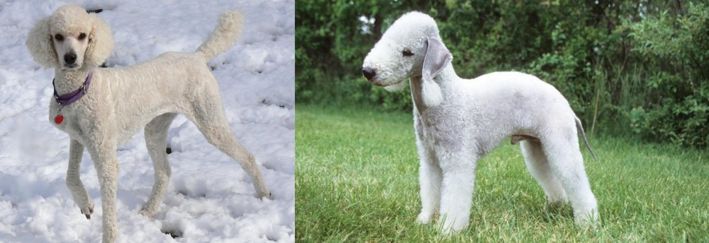 Bedlington Terrier vs Poodle - Breed Comparison