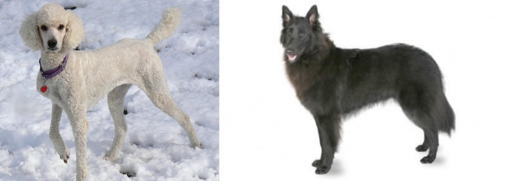 Belgian Shepherd vs Poodle - Breed Comparison