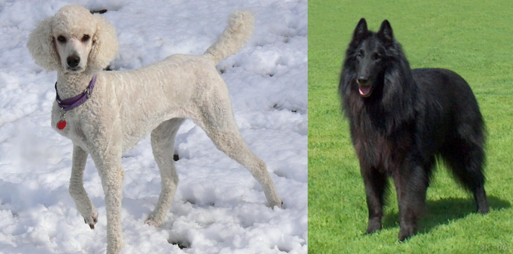 Belgian Shepherd Dog (Groenendael) vs Poodle - Breed Comparison