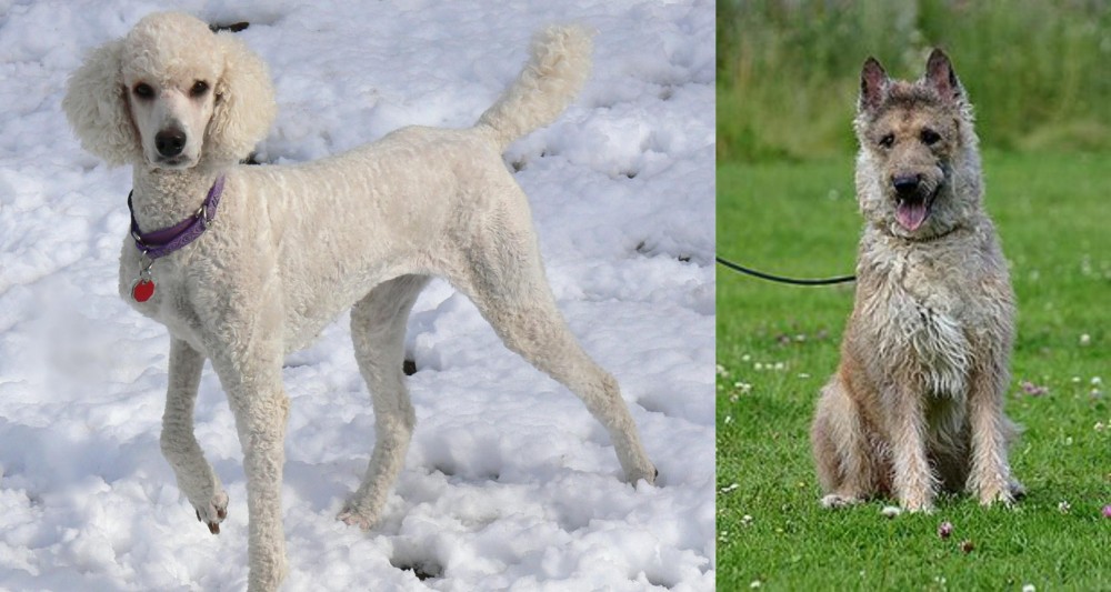 Belgian Shepherd Dog (Laekenois) vs Poodle - Breed Comparison