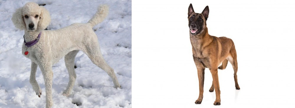 Belgian Shepherd Dog (Malinois) vs Poodle - Breed Comparison