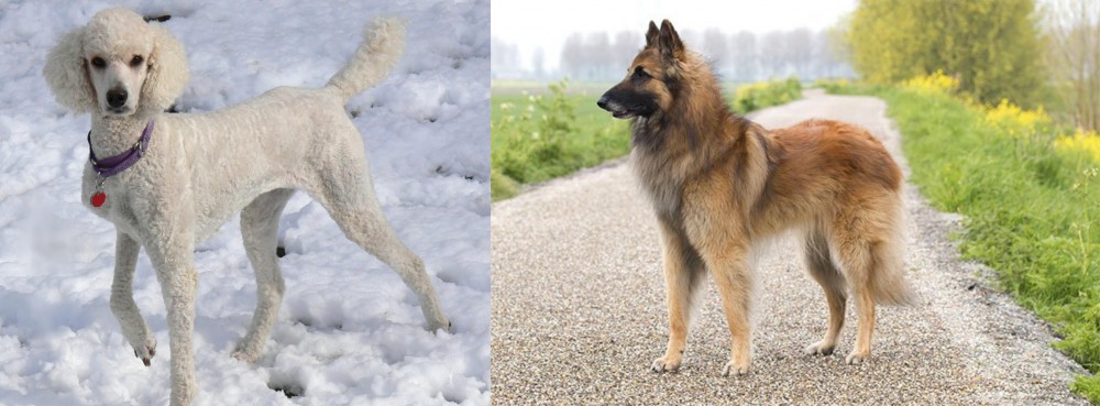 Belgian Shepherd Dog (Tervuren) vs Poodle - Breed Comparison
