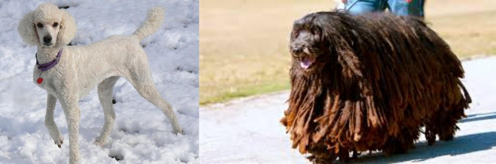 Bergamasco vs Poodle - Breed Comparison