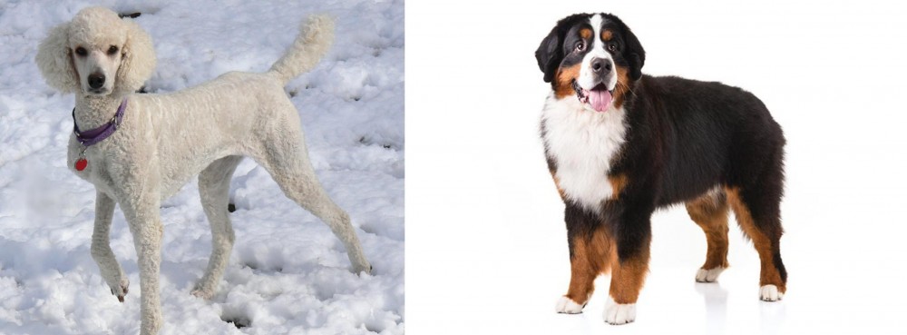 Bernese Mountain Dog vs Poodle - Breed Comparison