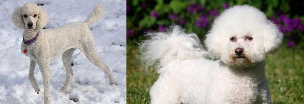 Bichon Frise vs Poodle - Breed Comparison