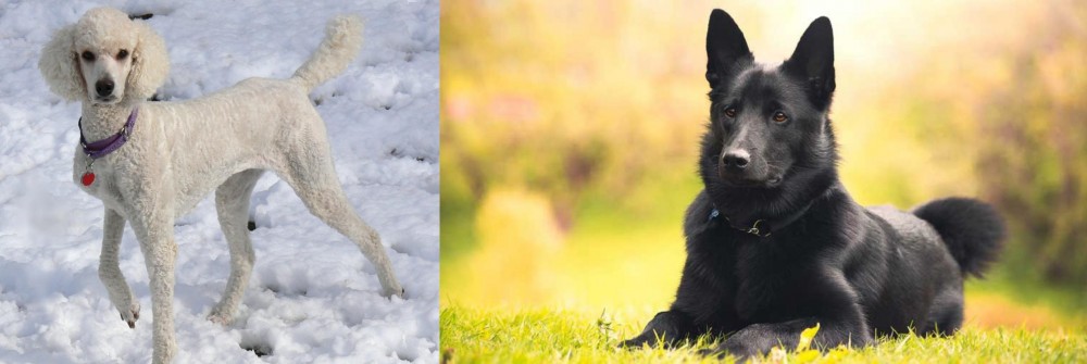 Black Norwegian Elkhound vs Poodle - Breed Comparison
