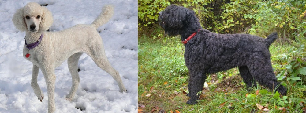 Black Russian Terrier vs Poodle - Breed Comparison