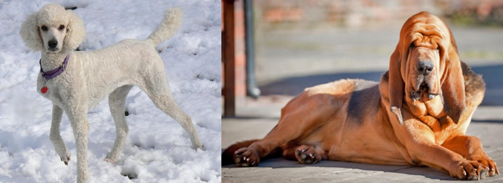 Bloodhound vs Poodle - Breed Comparison