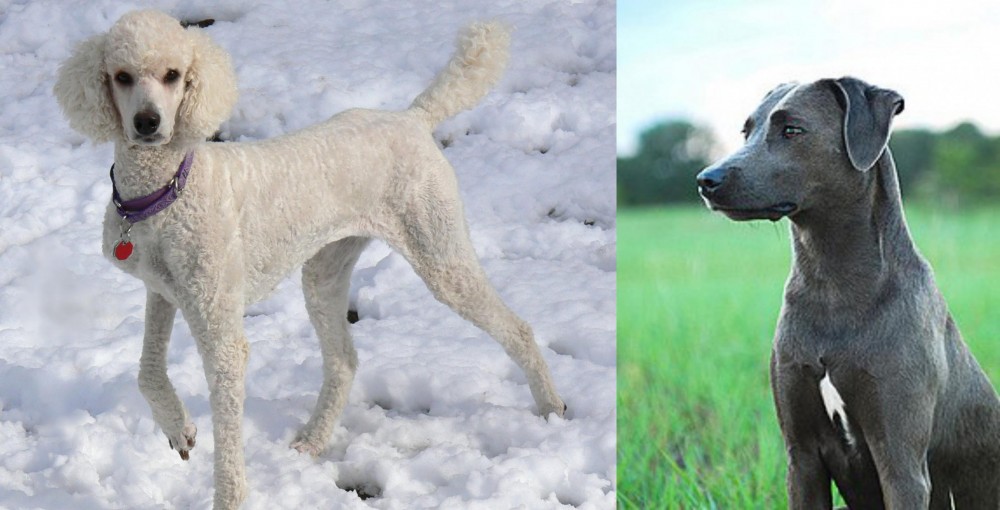 Blue Lacy vs Poodle - Breed Comparison