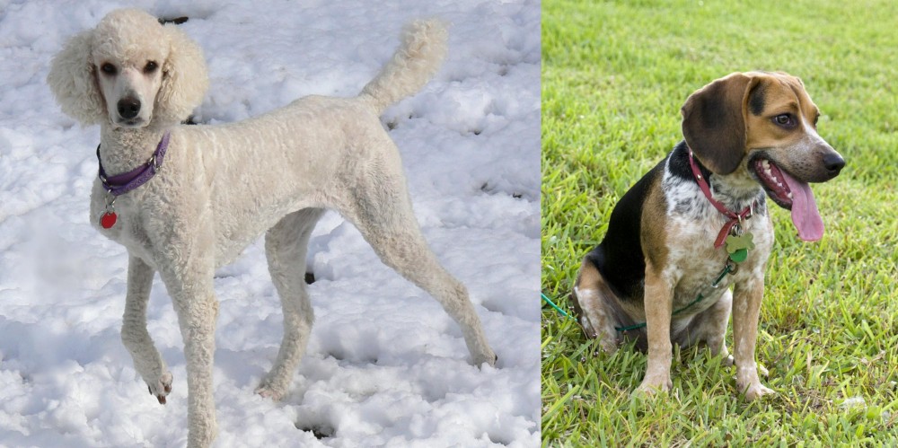 Bluetick Beagle vs Poodle - Breed Comparison