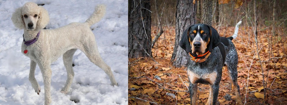 Bluetick Coonhound vs Poodle - Breed Comparison