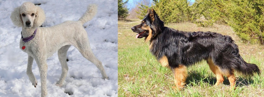 Bohemian Shepherd vs Poodle - Breed Comparison