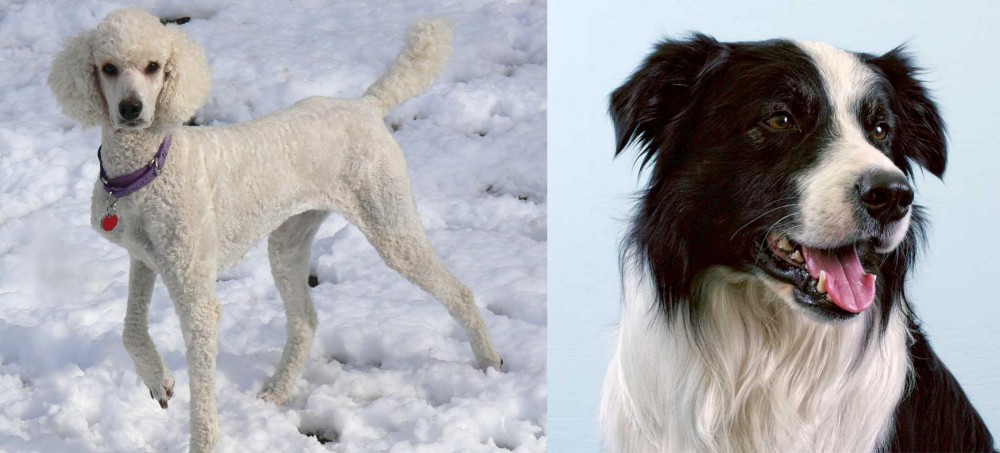 Border Collie vs Poodle - Breed Comparison