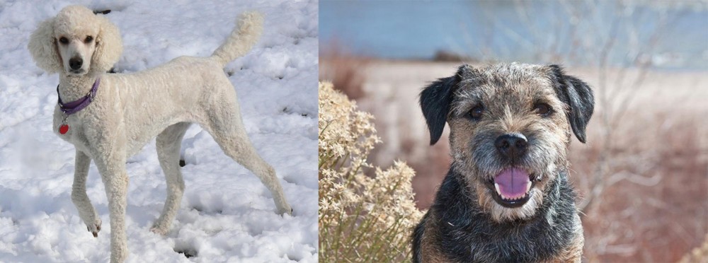 Border Terrier vs Poodle - Breed Comparison