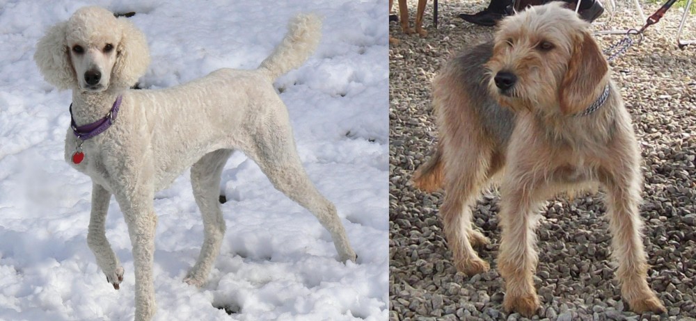 Bosnian Coarse-Haired Hound vs Poodle - Breed Comparison
