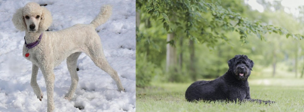 Bouvier des Flandres vs Poodle - Breed Comparison