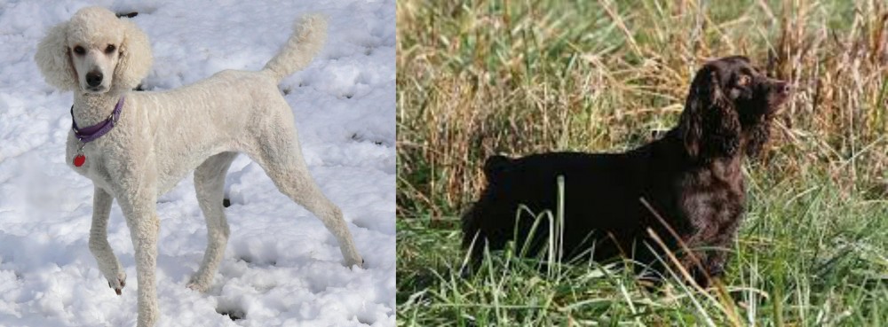 Boykin Spaniel vs Poodle - Breed Comparison