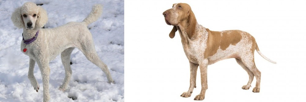 Bracco Italiano vs Poodle - Breed Comparison
