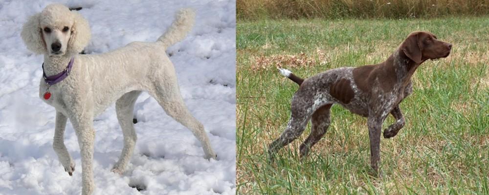 Braque Francais vs Poodle - Breed Comparison