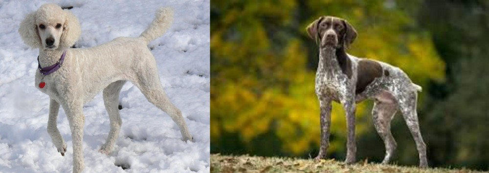 Braque Francais (Gascogne Type) vs Poodle - Breed Comparison