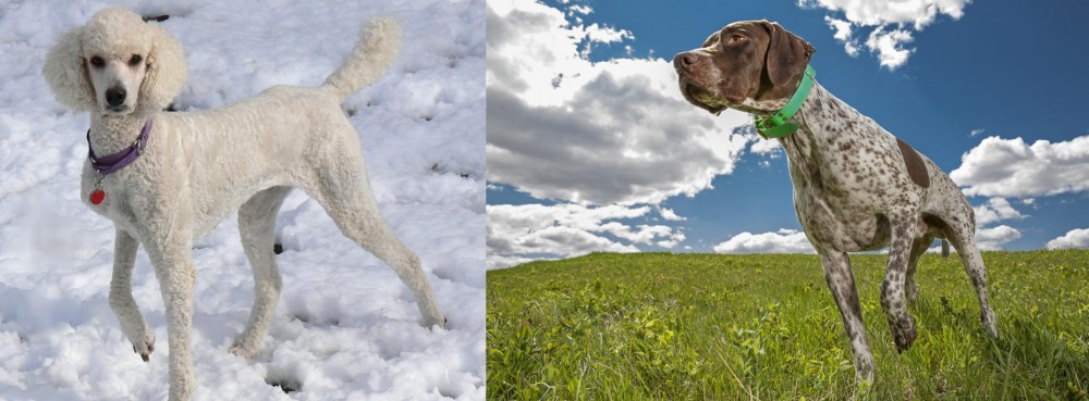 Braque Francais (Pyrenean Type) vs Poodle - Breed Comparison