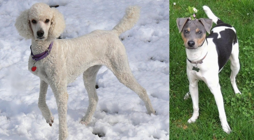 Brazilian Terrier vs Poodle - Breed Comparison