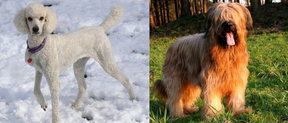 Briard vs Poodle - Breed Comparison