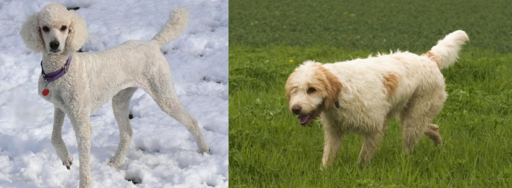 Briquet Griffon Vendeen vs Poodle - Breed Comparison
