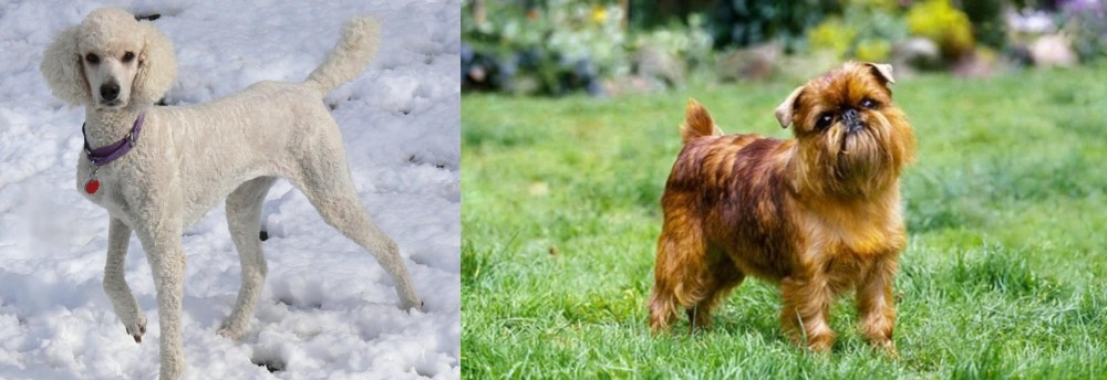 Brussels Griffon vs Poodle - Breed Comparison