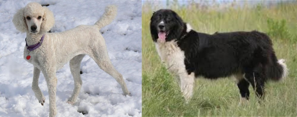 Bulgarian Shepherd vs Poodle - Breed Comparison