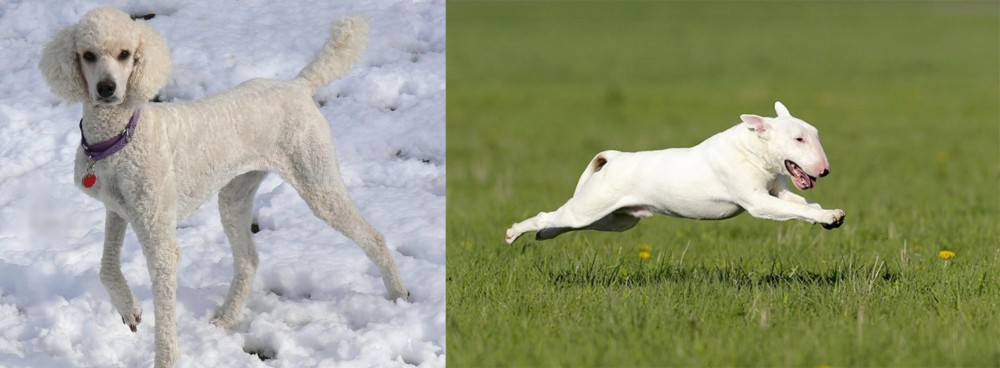 Bull Terrier vs Poodle - Breed Comparison