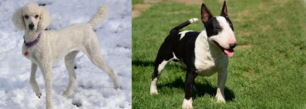 Bull Terrier Miniature vs Poodle - Breed Comparison