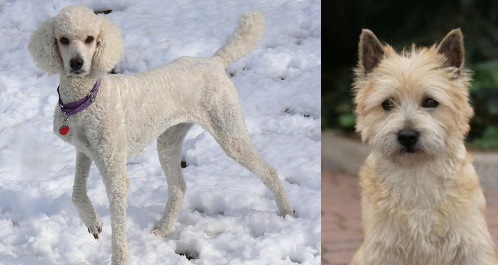 Cairn Terrier vs Poodle - Breed Comparison