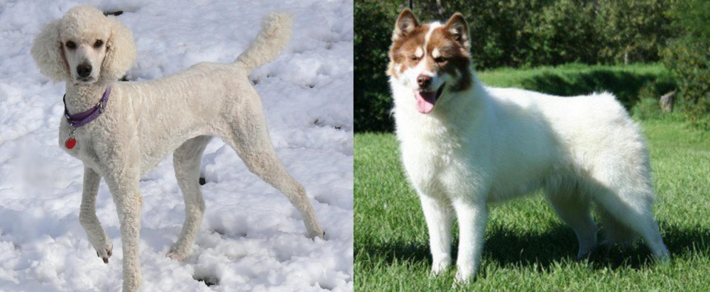 Canadian Eskimo Dog vs Poodle - Breed Comparison