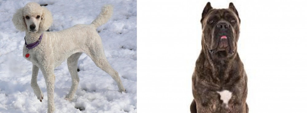 Cane Corso vs Poodle - Breed Comparison