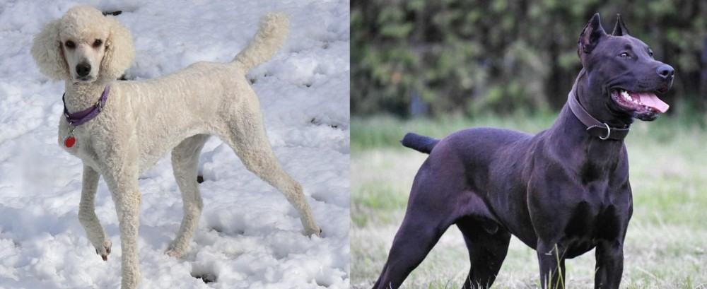 Canis Panther vs Poodle - Breed Comparison