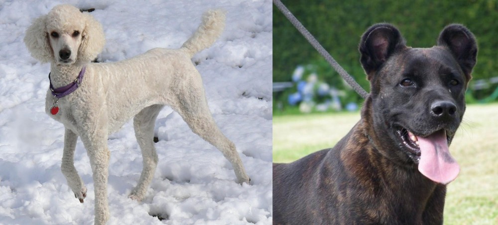 Cao Fila de Sao Miguel vs Poodle - Breed Comparison