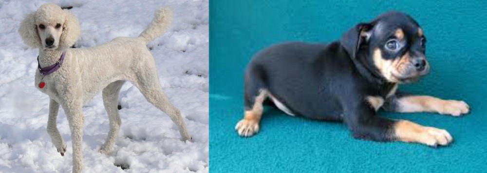 Carlin Pinscher vs Poodle - Breed Comparison